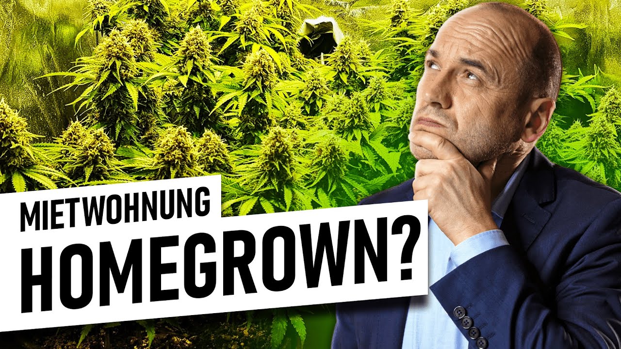 Cannabisanbau in der Mietwohnung?